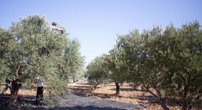 La récolte des olives est à la fois une source de revenus essentielle pour des milliers de familles et une partie intégrante du patrimoine palestinien.